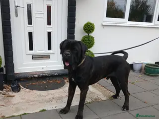 Cane Corso dogs My boy zeus stud - Advert 2
