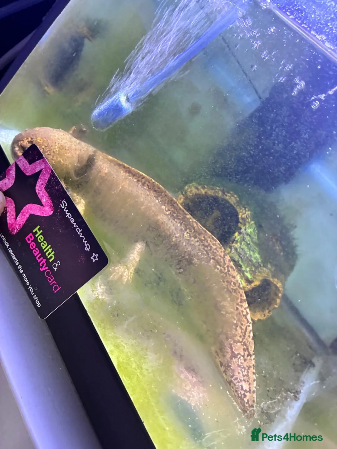 Axolotl reptiles for sale: 2 x Axolotls for rehoming - Advert 2