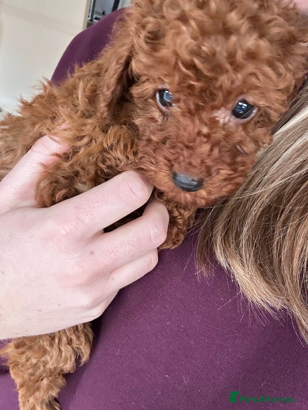 Maltipoo dogs for sale: Red coated maltipoos puppies for sale ♥️🐾 - Advert 11