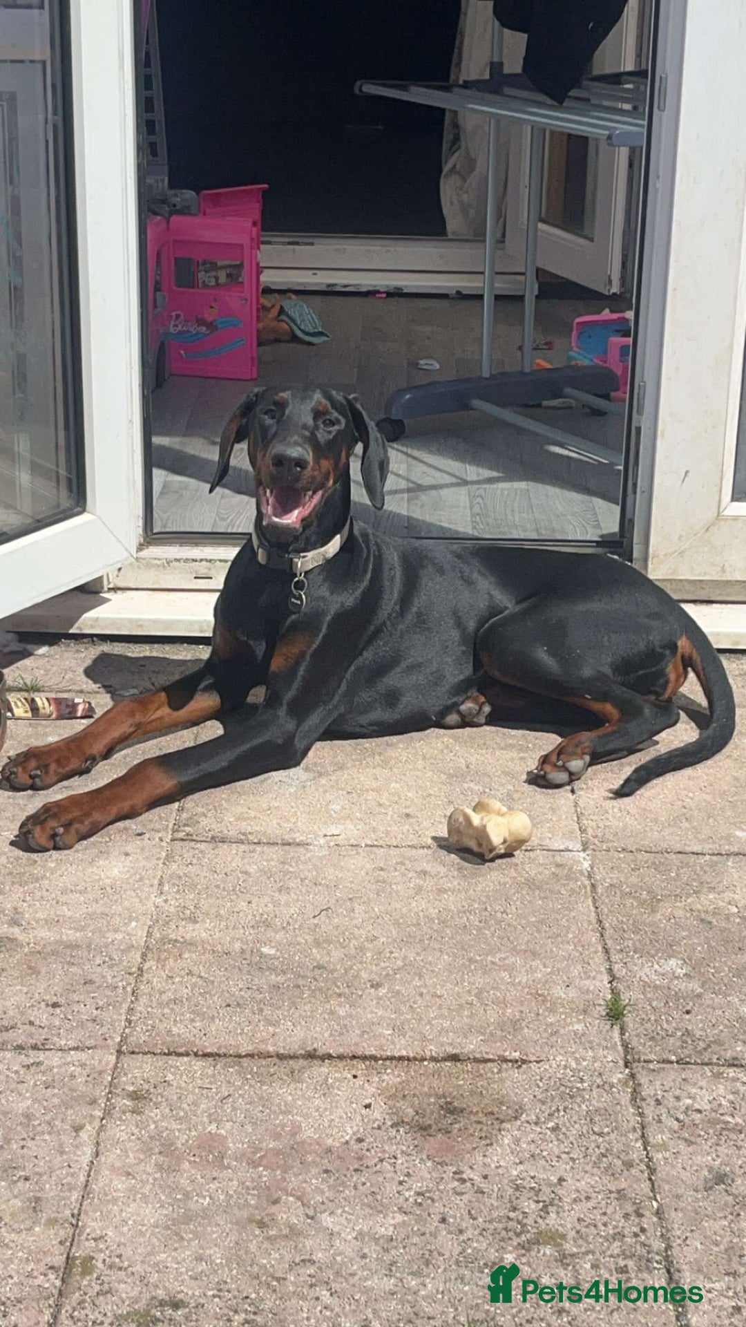 Dobermann dogs for sale: Loving, Cat-Free Home for Wonderful Doberman Girl - Advert 6