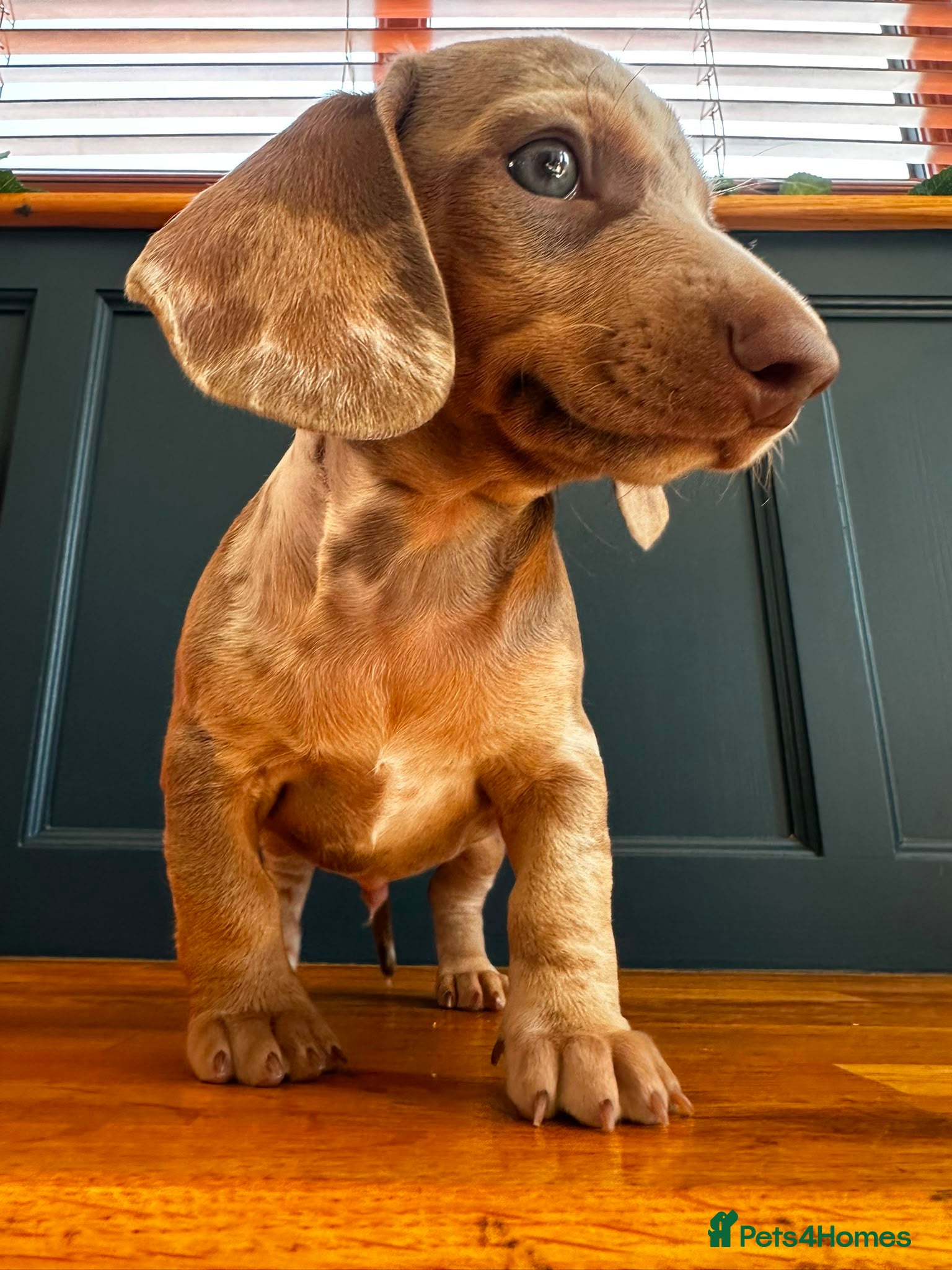 Miniature Dachshund dogs 3 Isabella and Tan puppies ready to go 10th July - Advert 2