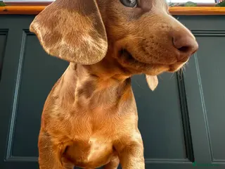 Miniature Dachshund dogs Beautiful pups Ready Friday! - Advert 2