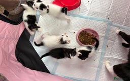 British Shorthair cats for sale: British Shorthair Kittens!  - Image 21