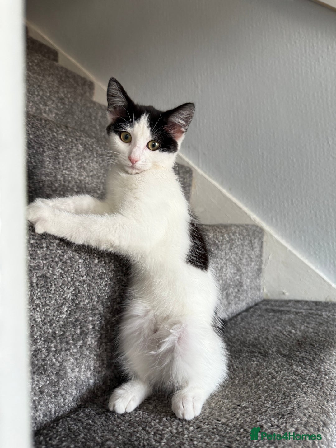 Domestic Shorthair cats for sale: Looking for a good home for my kitty  - Image 2