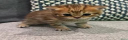 Scottish Fold cats for sale: Mackerel Boy Scottish Folds - Blue/Gold Shaded - Advert 4
