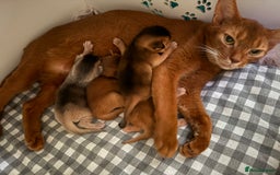 Abyssinian cats for sale: Amazing champion parents litter ❤️ - Image 10