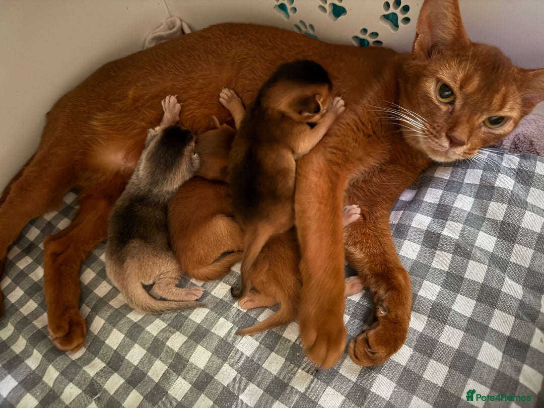 Abyssinian cats for sale: Amazing champion parents litter ❤️ - Image 10