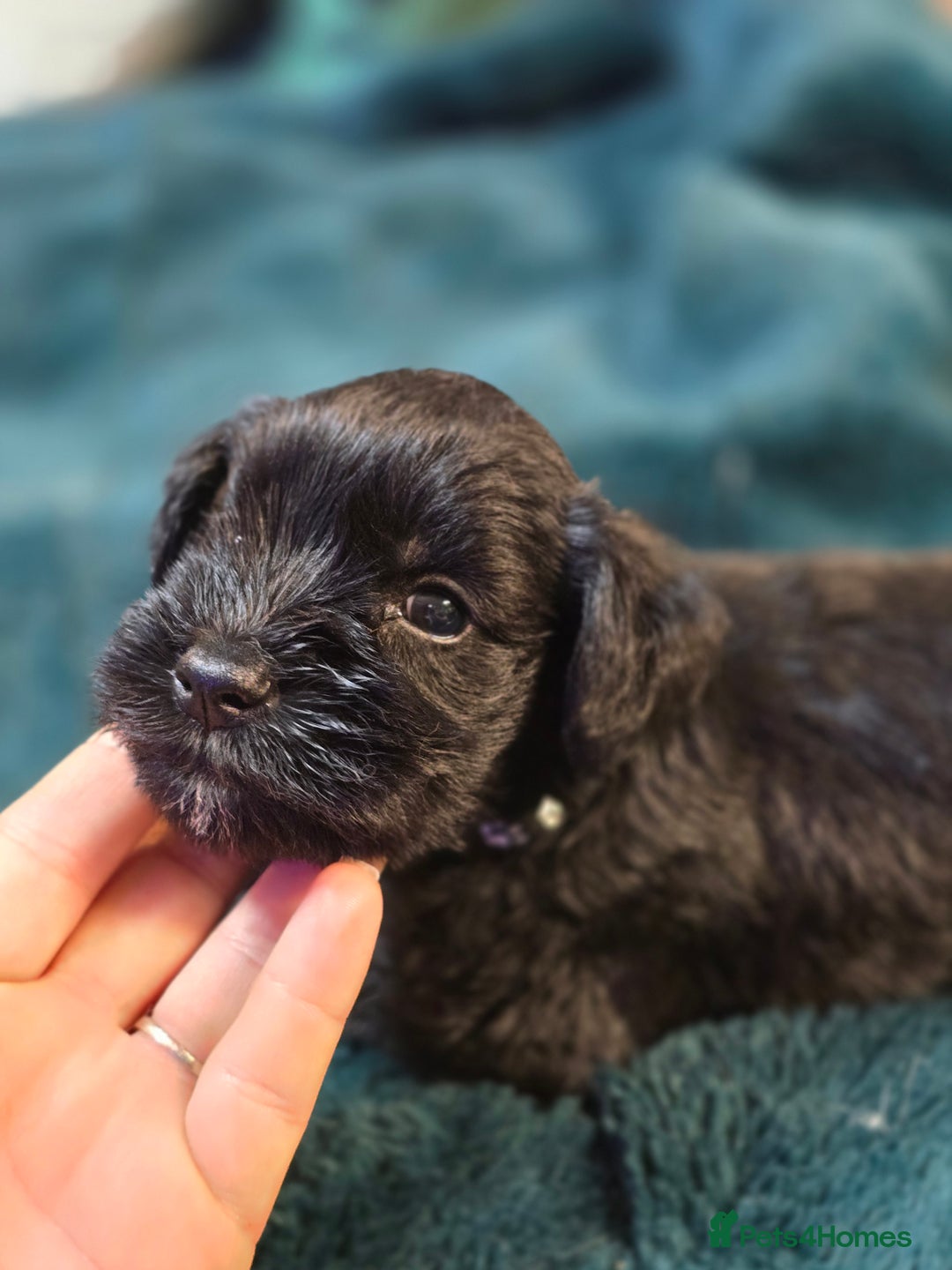 Miniature Schnauzer dogs for sale: 3 puppys left -KC - Miniature Schnauzer Puppies - Image 22