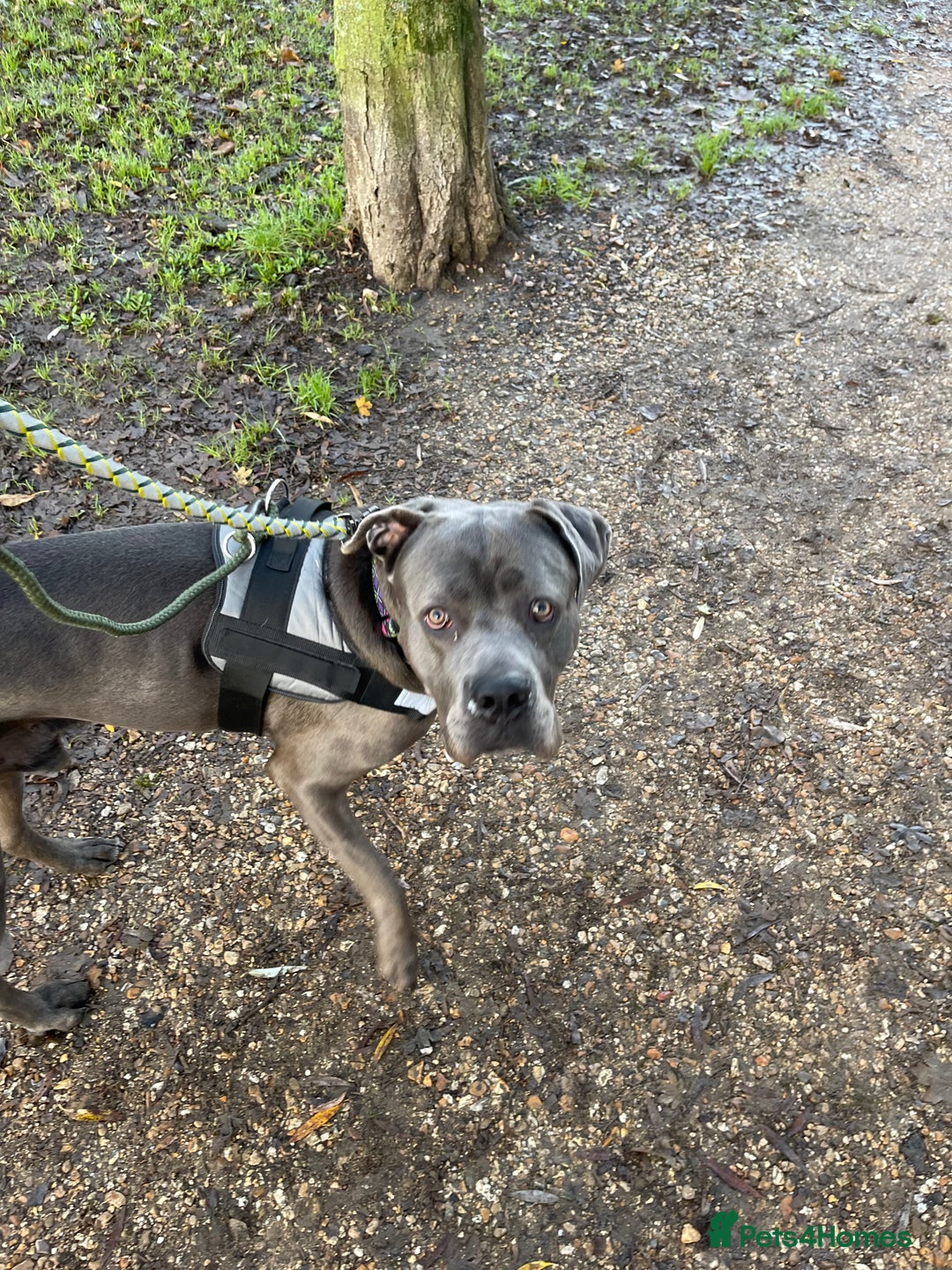 Cane Corso dogs for sale: Tyson  - Advert 4