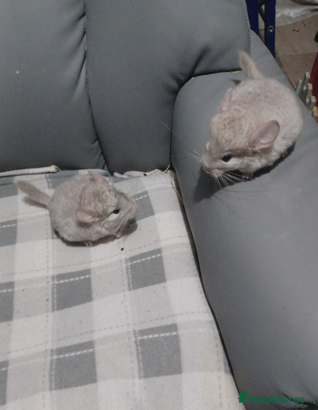 Chinchilla rodents for sale: Chinchilla kits to reserve  - Advert 10
