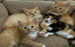 Mixed Breed cats for sale: GORGEOUS SIBERIAN X KITTENS  - Image 11