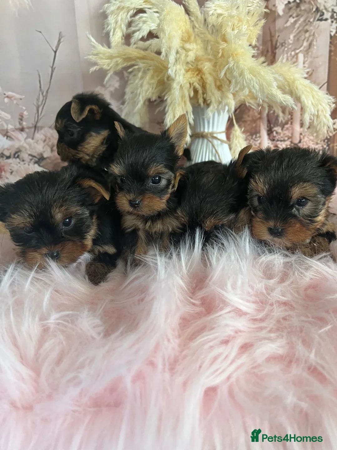 Yorkshire Terrier dogs for sale: Left one beautiful boy❤️ - Advert 10