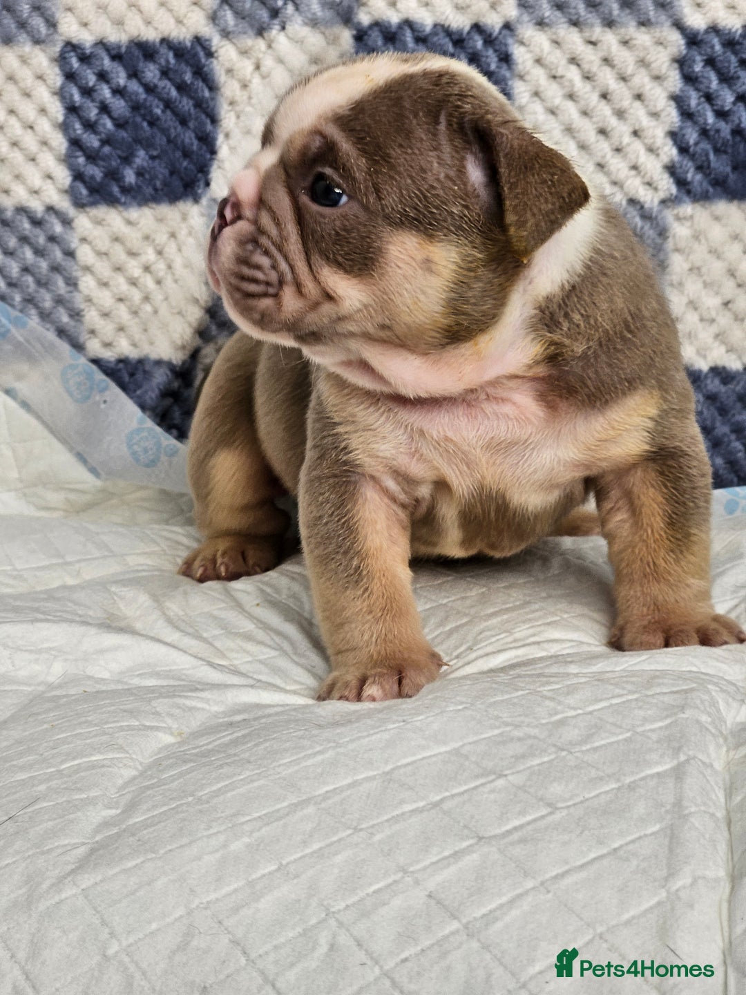 English Bulldog dogs for sale: Kc british bulldog pups💙❤️ - Image 13