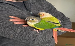 Conures birds for sale: Pair of conures with full set up - Image 3