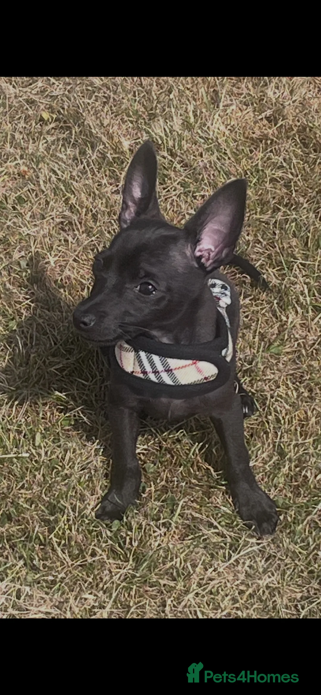 Chihuahua dogs for sale: Male chihuahua  in Penarth - Advert 1