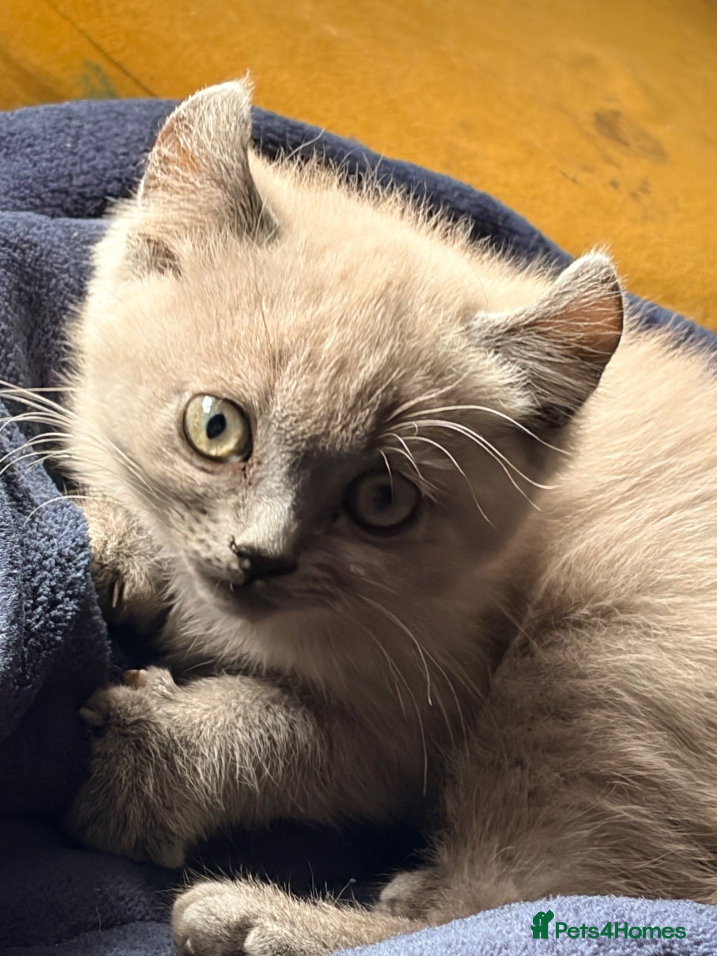 Persian cats for sale: Last one female Persian kitten - Advert 14
