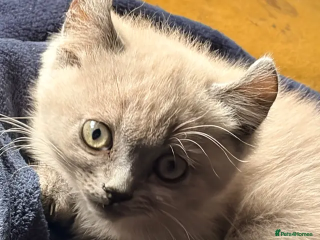 Persian cats for sale: Ready now Persian kitten - Advert 6