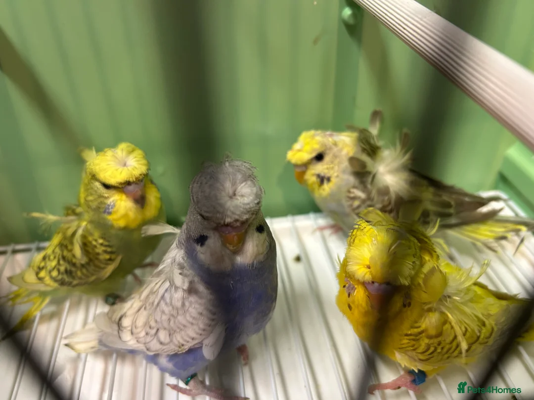 Budgerigars birds for sale: Helicopter/Hagoromo budgies for sale, good health - Advert 11