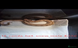 Snake reptiles for sale: Western Hognose Snakes Cb25 - Image 1
