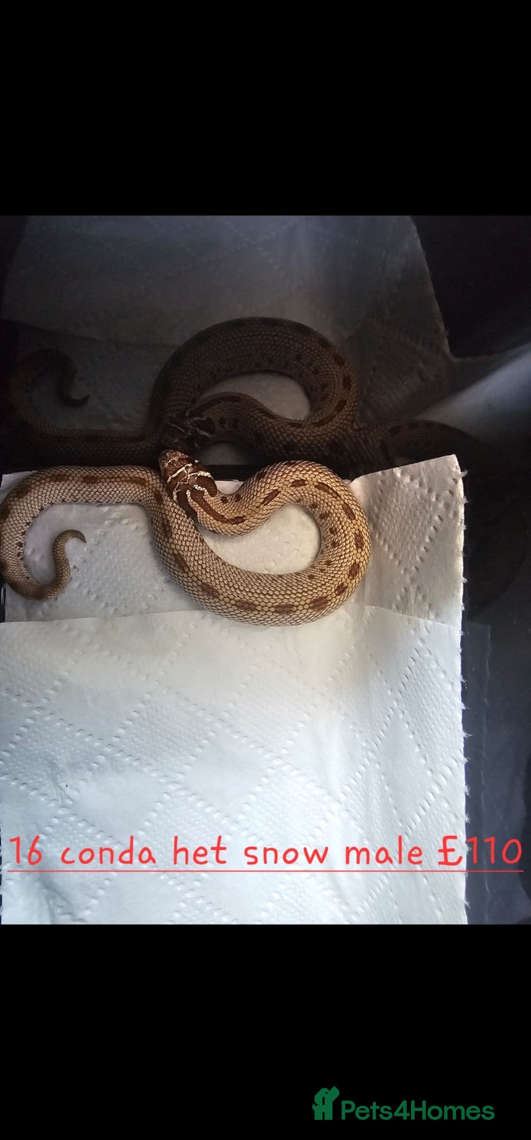 Snake reptiles for sale: Western Hognose Snakes Cb25 - Image 1