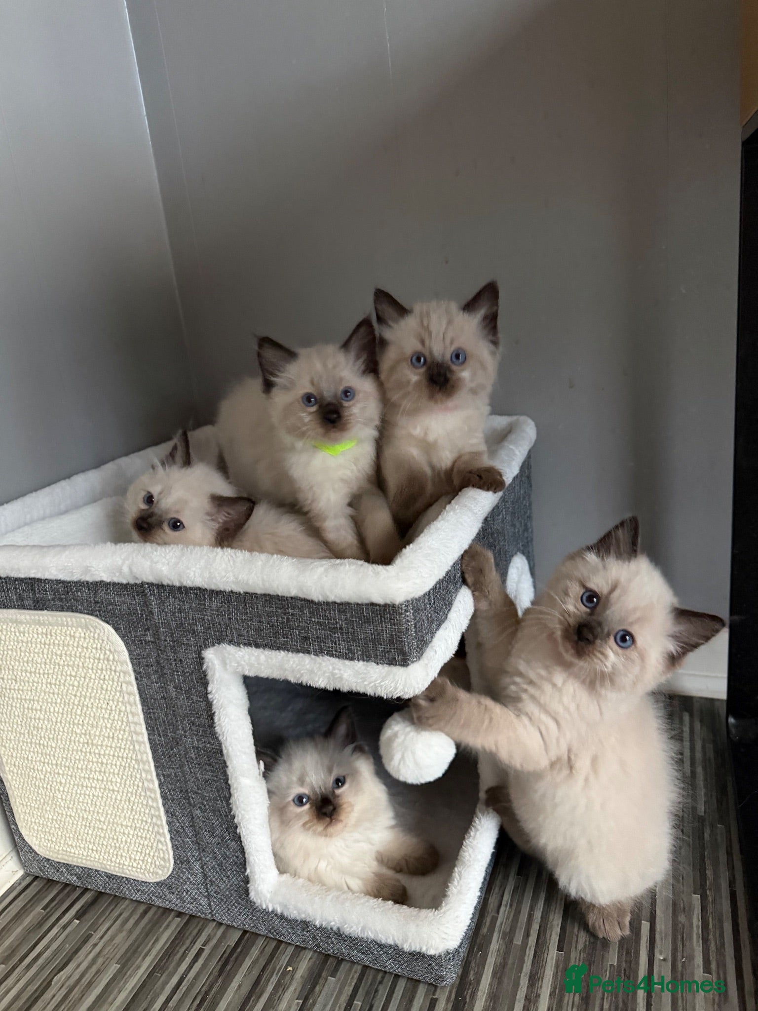 Ragdoll cats Beautiful pedigree ragdoll kittens  - Advert 2