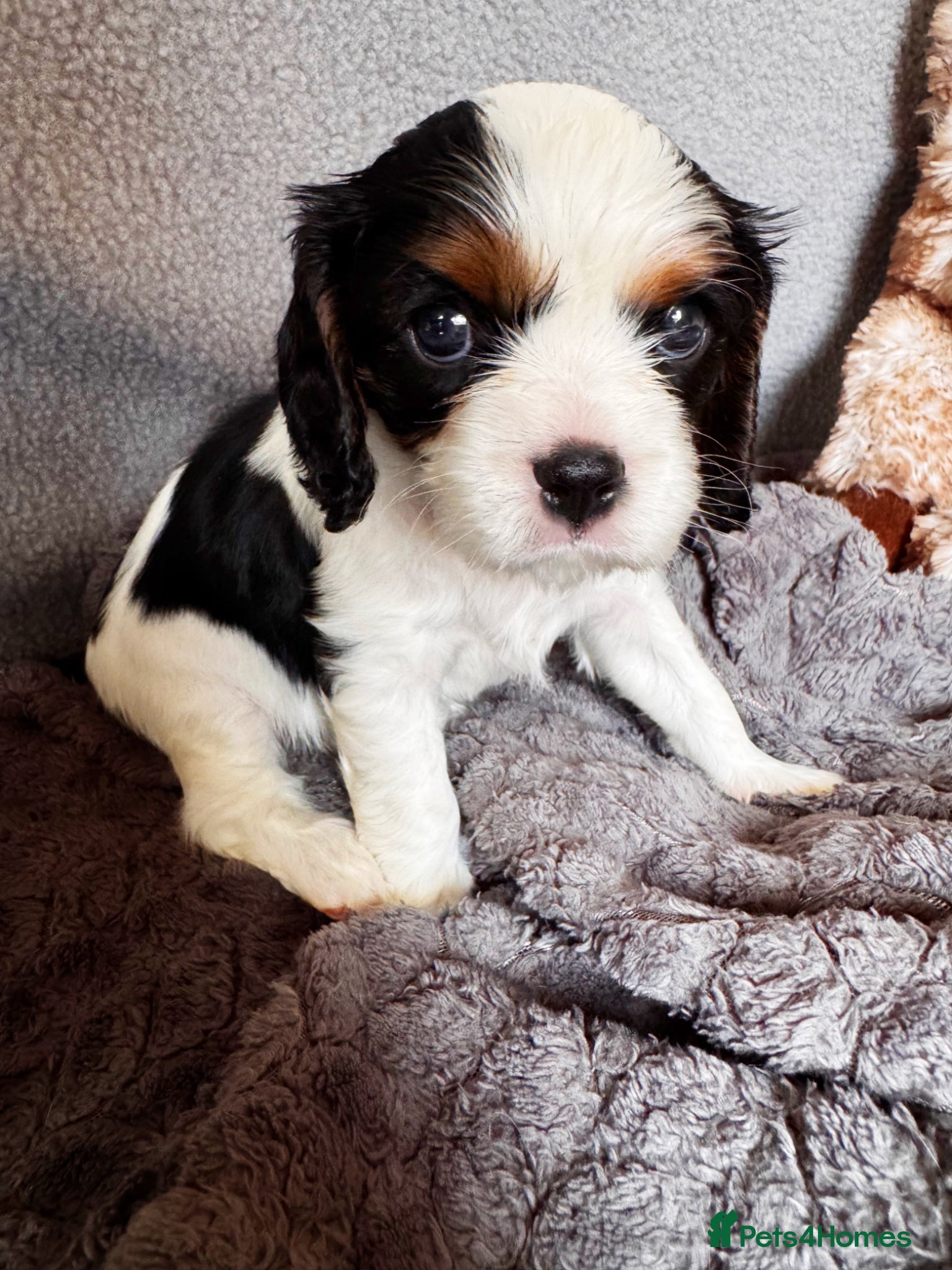 Cavalier King Charles Spaniel dogs Very rare in UK ultra-low COI 0.2% Choc carrier KC - Advert 12