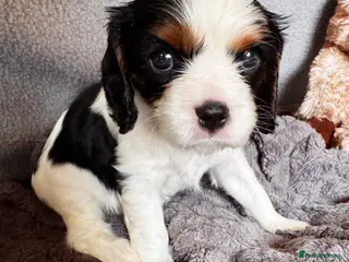 Cavalier King Charles Spaniel dogs Very rare in UK ultra-low COI 0.2% Choc carrier KC - Advert 6