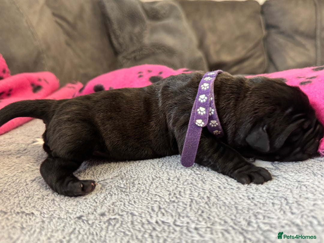 Neapolitan Mastiff dogs for sale: Neapolitan mastiff puppies  - Image 28