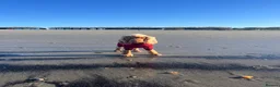Cocker Spaniel dogs for sale: 21 Month Cocker Spaniel in Fleet - Advert 3