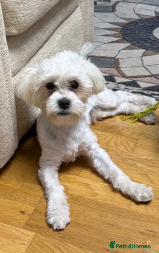 Bichon Frise dogs Sweet boy bichon freeze  - Advert 1