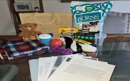 Poochon dogs for sale: Health tested parents  - Advert 8