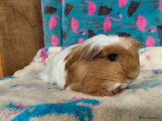 Guinea Pig rodents Baby Longhaired/ Longhaired Retired Young Adults. - Advert 2