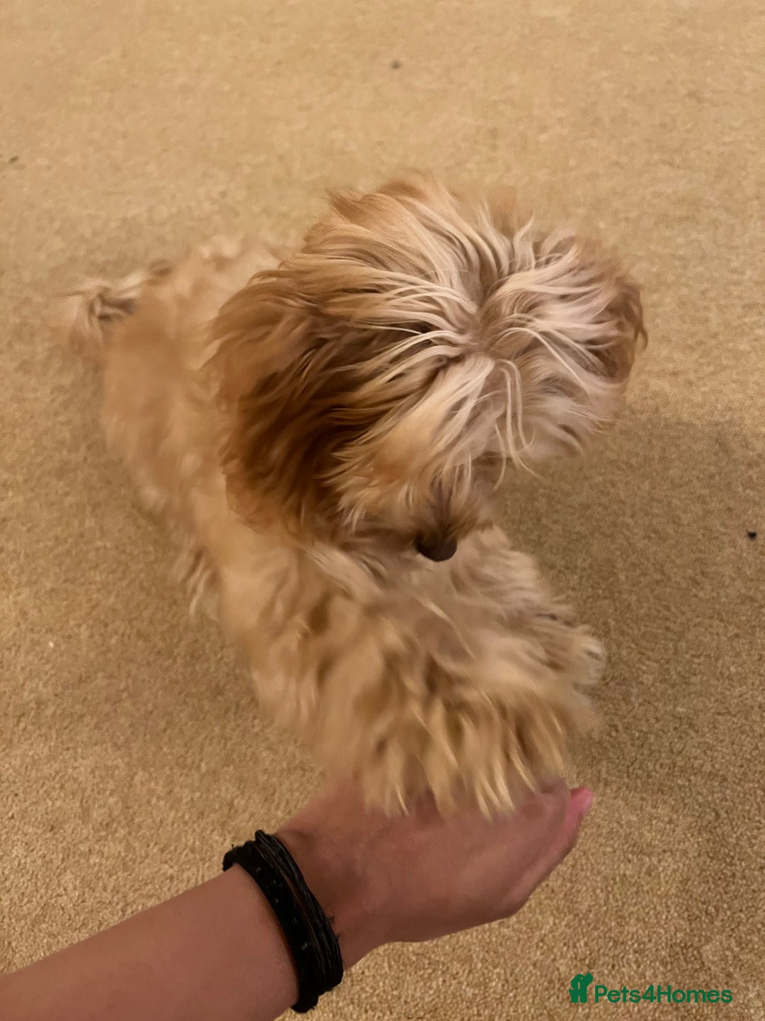 Maltipoo dogs for sale: Rehoming our beautiful Maltipoo puppy Jessie.  - Advert 4