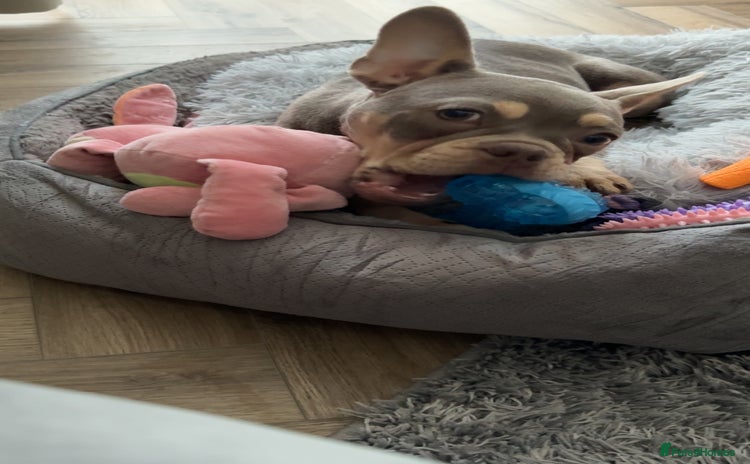 French Bulldog dogs - Advert 12