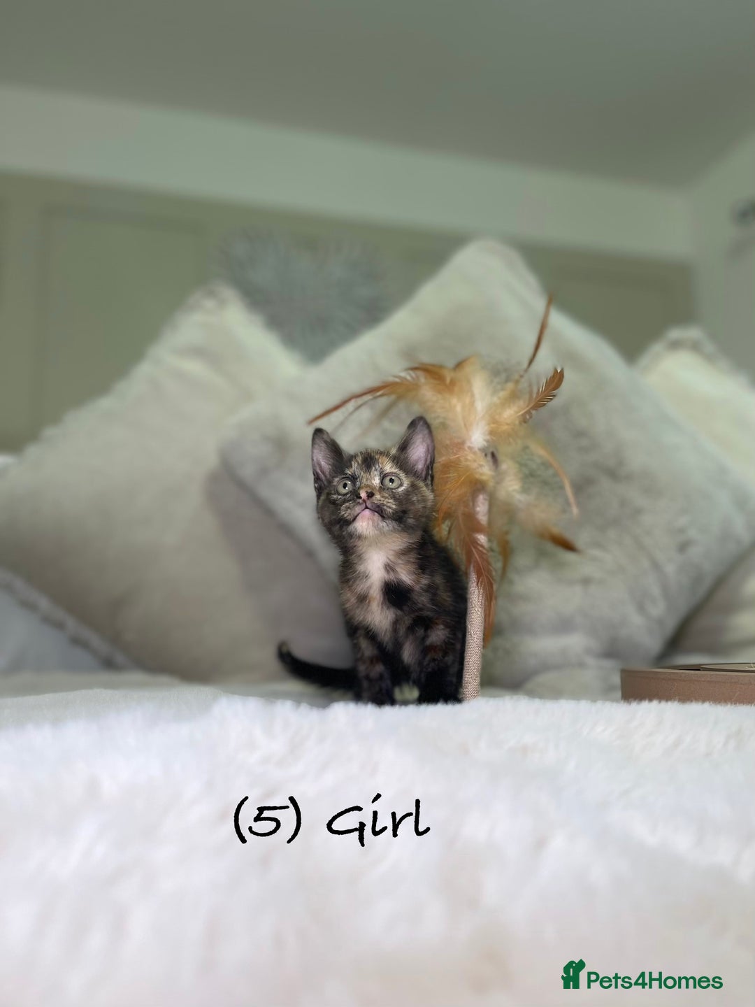 Mixed Breed cats for sale: Stunning kittens 8 weeks old ready now  - Advert 18