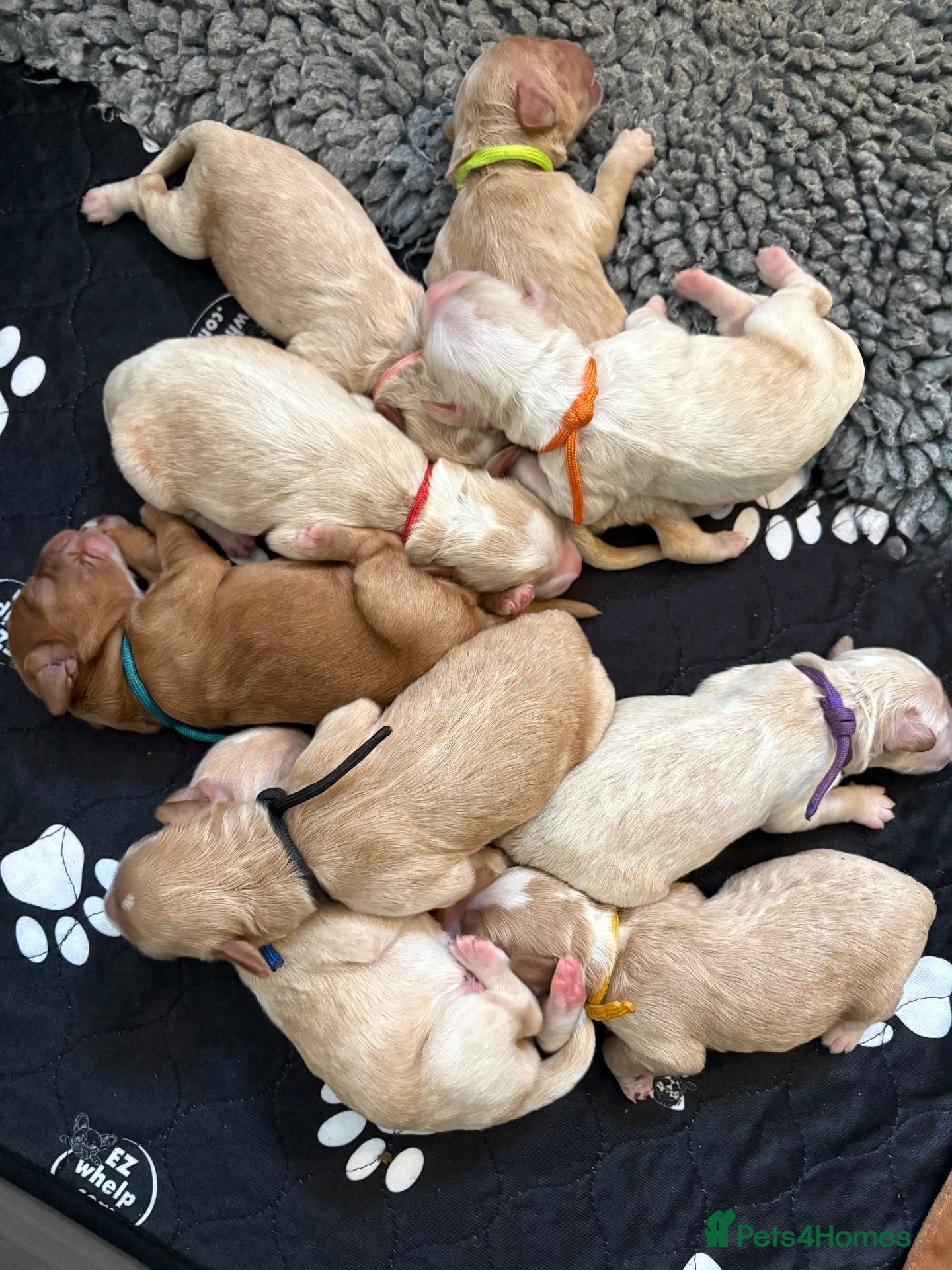 Australian Labradoodle dogs Multigen Australian Labradoodle - Advert 1