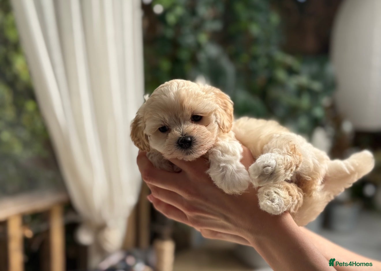 Maltipoo dogs * Tiny Korean Maltipoo Babies * - Advert 1