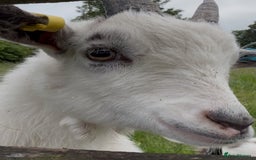 Goats livestock for sale: Pygmy goat - Image 1