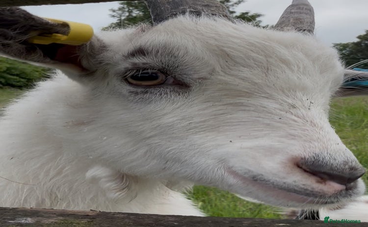 Goats livestock - Advert 1