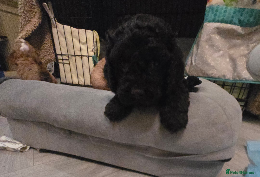 Cavapoo dogs for sale: Teddy bear cavapoo  - Advert 25