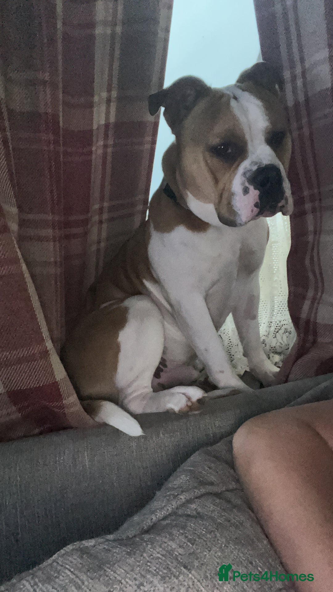 Mixed Breed dogs for sale: 3 dogs for sale! - Image 6