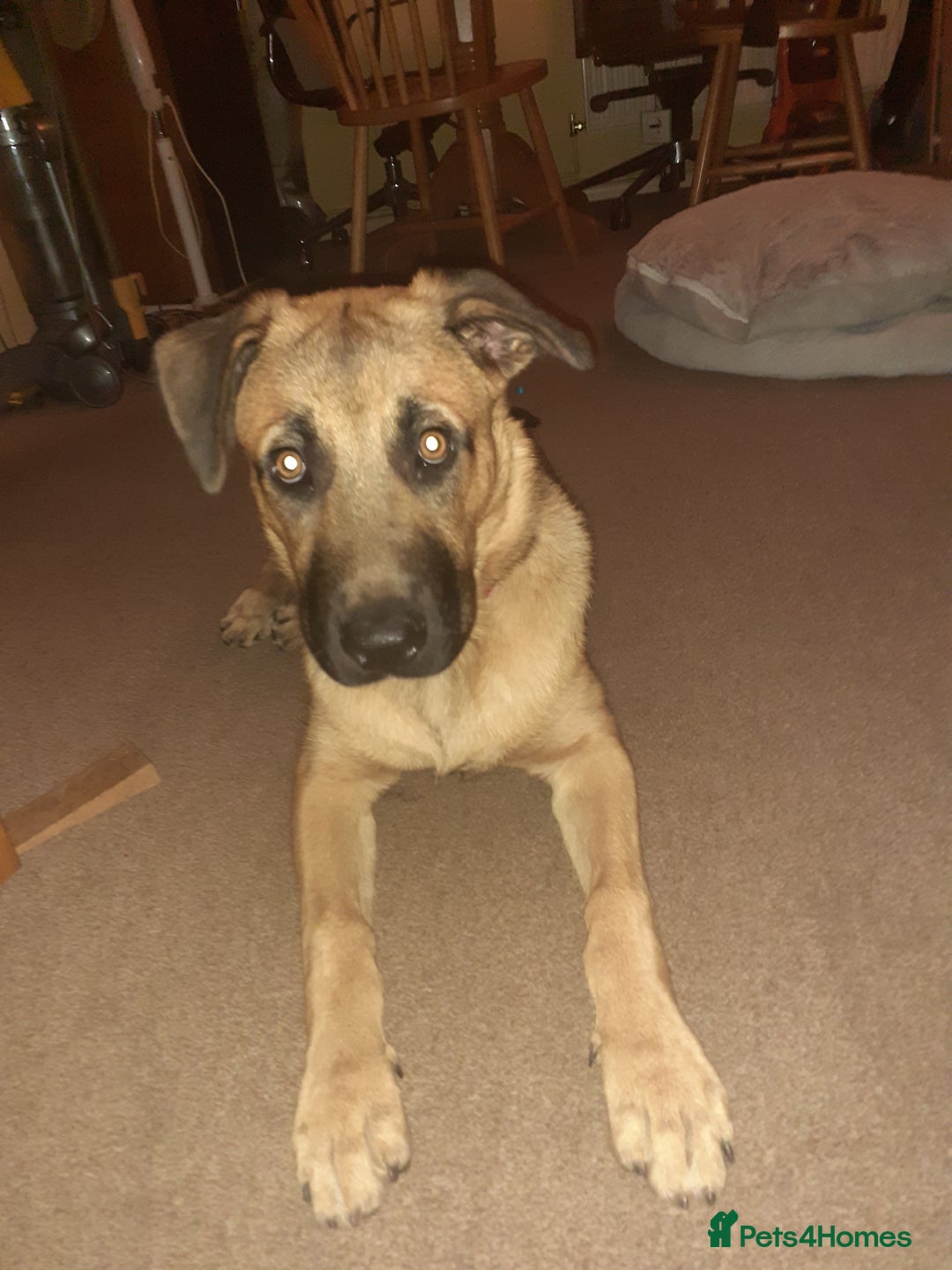 Mixed Breed dogs for sale: Beautiful well tempered Golden Shepherd puppy  - Image 5