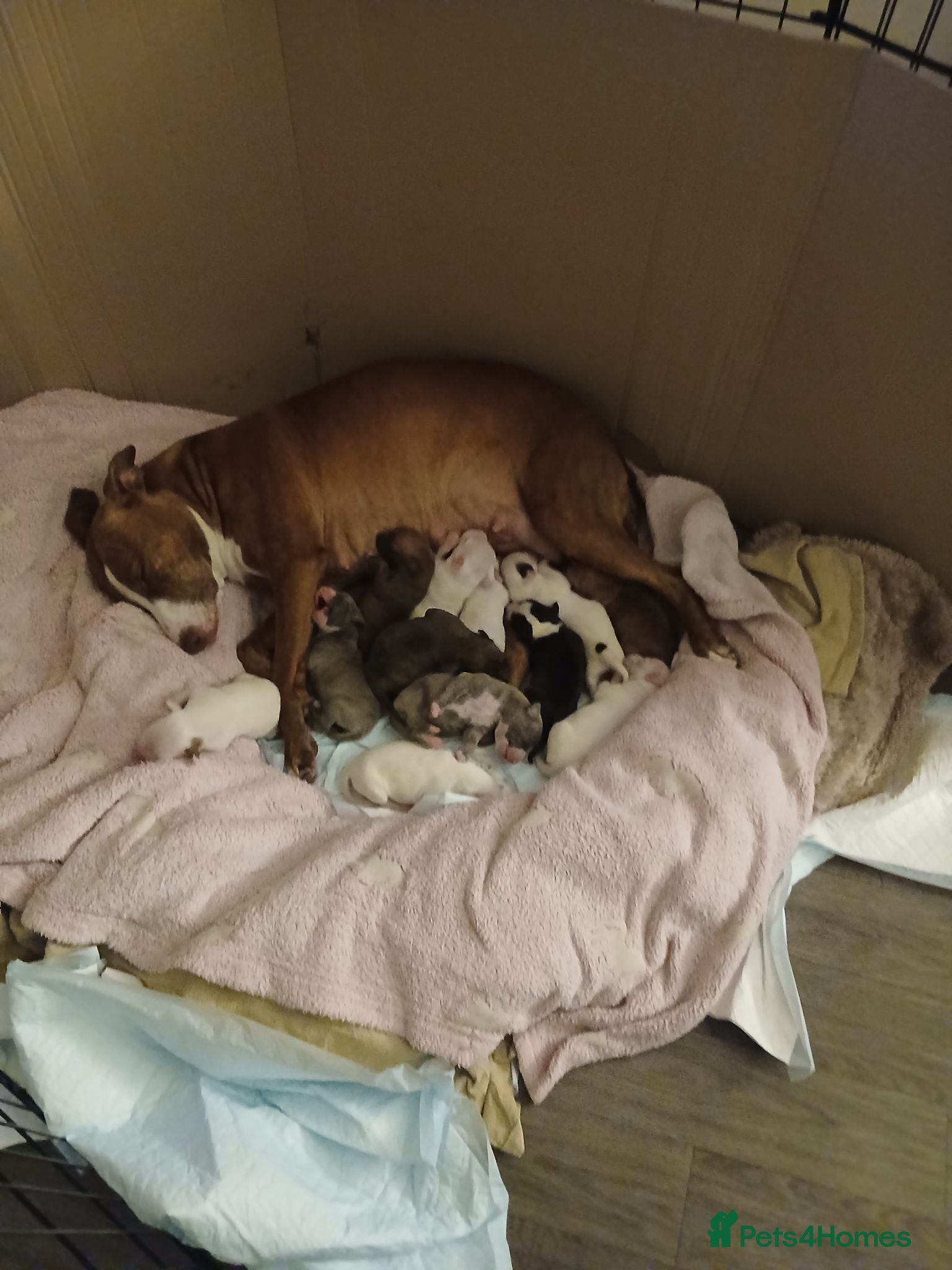 Mixed Breed dogs Gorgeous healthy puppies, 6 male, 6 female - Advert 3