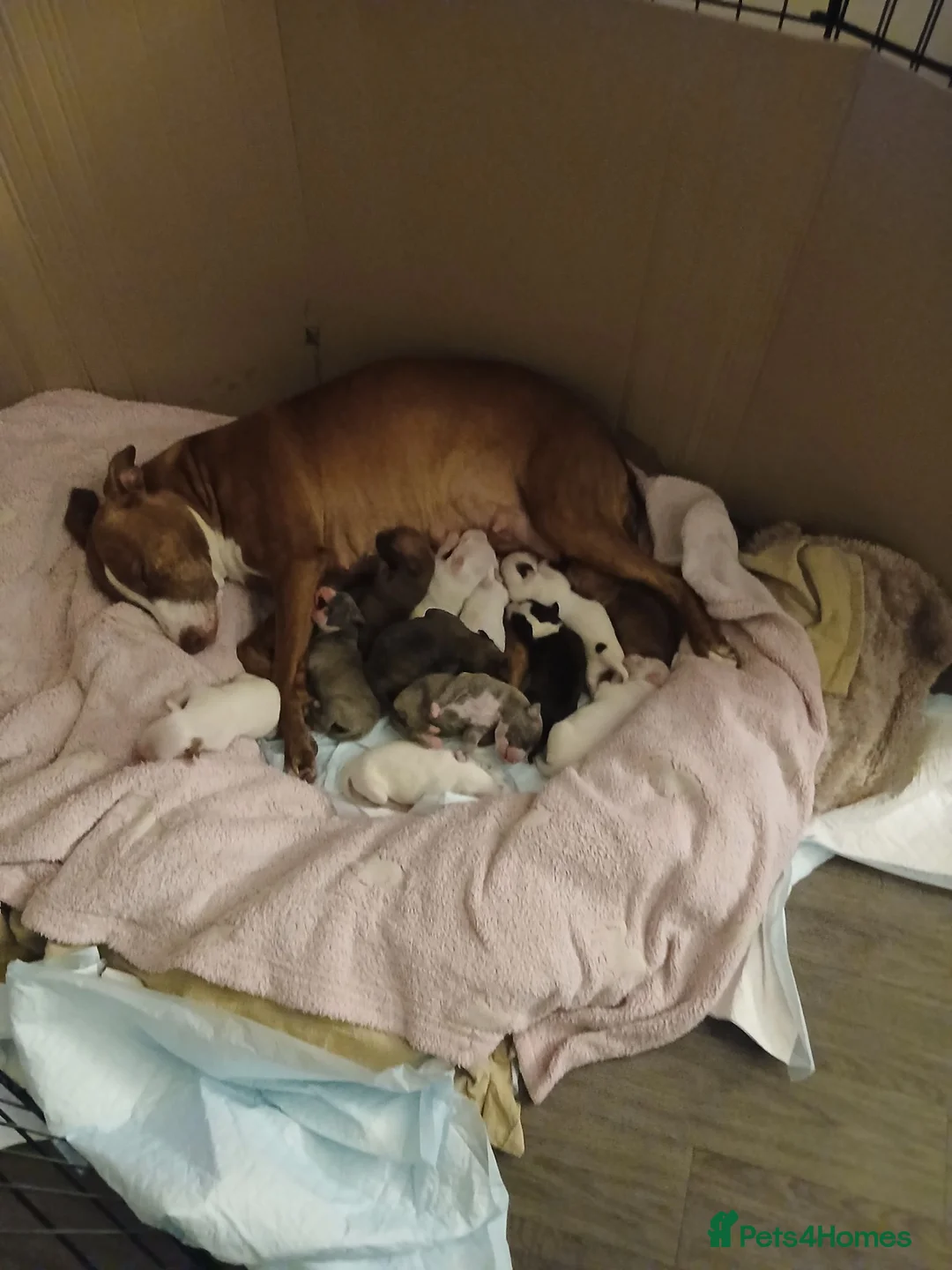 Mixed Breed dogs for sale: Gorgeous healthy puppies, 6 male, 6 female in Bath - Advert 1
