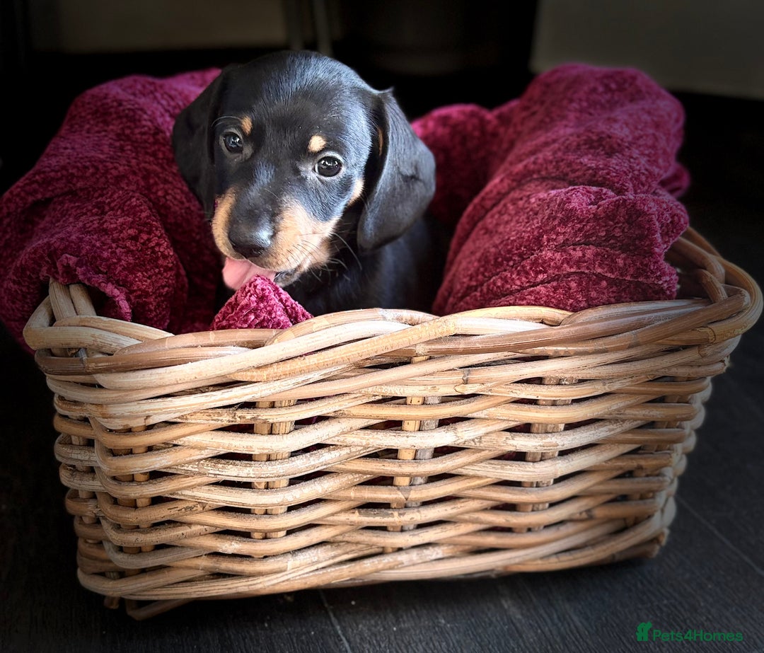 Dachshund dogs for sale: Beautiful dachshund puppies - Image 23
