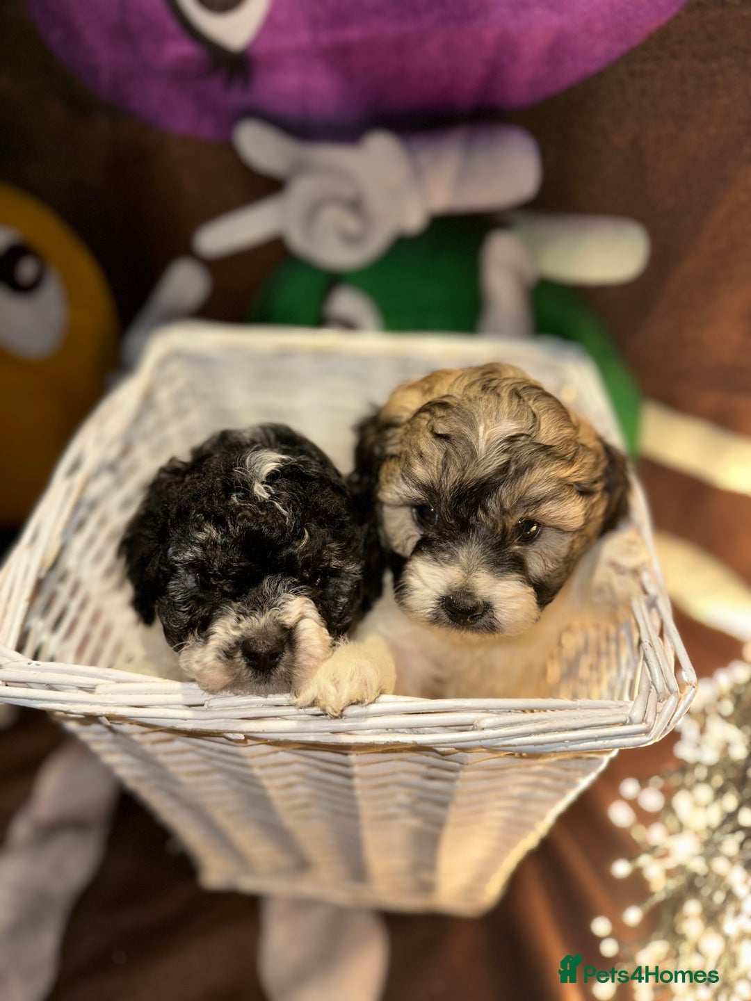 Cavapoo dogs for sale: Beautiful Rare F1b Cavapoos  - Advert 1