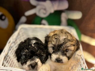 Cavapoo dogs Beautiful Rare F1b Cavapoos - Advert 2