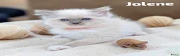 Ragdoll cats for sale: Stunning fluffy blue-point ragdoll female kittens  - Advert 6