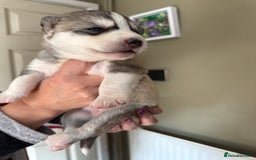 Siberian Husky dogs for sale: SIBERIAN HUSKY  - Image 3