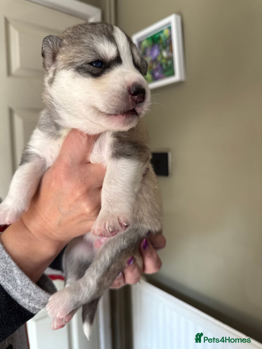 Siberian Husky dogs for sale: SIBERIAN HUSKY  - Image 3